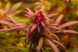 Exploring the Benefits and Characteristics of the Gorilla Strain