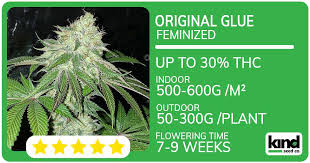 Exploring the Benefits and Characteristics of the Gorilla Strain
